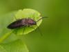 45302 – Photo : Michel Ehrhardt – France (67)