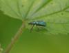 45073 – Photo : Michel Ehrhardt – France (67)