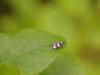 45316 – Photo : Michel Ehrhardt – France (67)