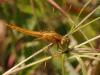 45461 – Photo : Michel Ehrhardt – France (68)