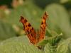 45717 – Photo : Michel Ehrhardt – France (68)