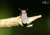 45756 – Photo : Jean Claude Lutrand – France (76)