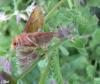 45044 – Photo : Chantal Boddaert – France (74)