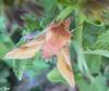 45045 – Photo : Chantal Boddaert – France (74)