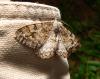 45447 – Photo : Luc Bettinelli – France (25)
