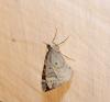 45451 – Photo : Luc Bettinelli – France (25)
