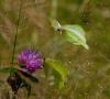 45947 – Photo : Dominique Bataille – France (87)