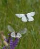 45896 – Photo : Dominique Bataille – France (12)