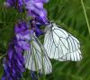 45894 – Photo : Dominique Bataille – France (12)