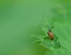 Drilus flavescens