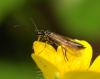 45261 – Photo : Philippe Moniotte – Belgique