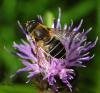 45280 – Photo : Dominique Bataille – France (00)