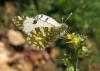 45159 – Photo : Cecile Bassaglia – France (84)