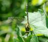 45853 – Photo : Evelyne Peralta – France (77)