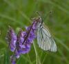 45933 – Photo : Dominique Bataille – France (12)