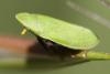 45309 – Photo : Vincent Derreumaux – France (84)