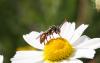 45576 – Photo : eudemis – France (33)