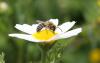 45579 – Photo : eudemis – France (33)