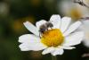 45635 – Photo : eudemis – France (33)