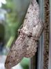 45849 – Photo : Druet Nicole – Belgique