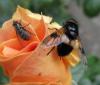 45753 – Photo : Druet Nicole – Belgique