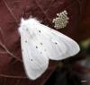 45029 – Photo : christine le fur – France (91)