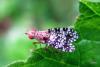 45200 – Photo : christine le fur – France (91)