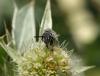 45489 – Photo : eudemis – France (33)