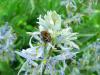 Trichius sp.