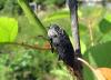 45545 – Photo : Caille Vincent – France (81)