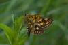 45481 – Photo : pendruc – France (78)