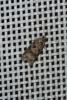 Cnephasia sp.