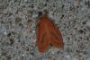 45709 – Photo : Emmanuel Freri – France (37)