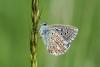 45971 – Photo : Emmanuel Freri – France (37)