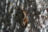 45233 – Photo : Emmanuel Freri – France (37)