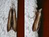 45021 – Photo : Emmanuel Freri – France (37)