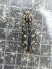 Xylotrechus rusticus