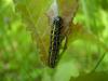 45026 – Photo : Jean-Claude HENRION – France (55)