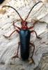 45811 – Photo : Clement Morin – France (74)