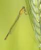 45521 – Photo : V.dragonfly – France (03)
