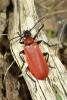 45829 – Photo : Michel Renou – France (91)