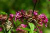 45088 – Photo : Michel Renou – France (91)