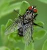 45281 – Photo : Jean Luc Kerveadou – France (29)