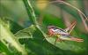 45441 – Photo : Kriznar Lucie – France (06)