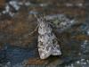 45479 – Photo : Mael Garrin – France (56)