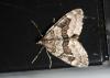 Thera sp.