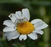 45907 – Photo : Dominique Bataille – France (34)
