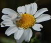 45967 – Photo : Dominique Bataille – France (34)