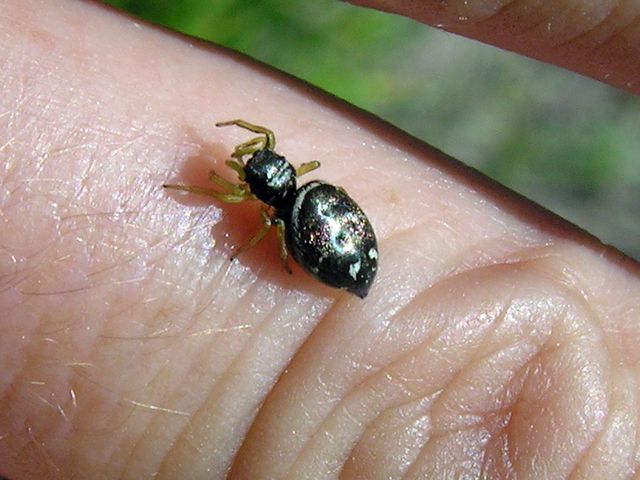 juventino - Heliophanus cupreus - réf. 45342 (640 x 480 pixels, 85 ko)
