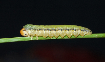 David GENOUD - Dolerus sp. - réf. 45285 (425 x 252 pixels, 92 ko)